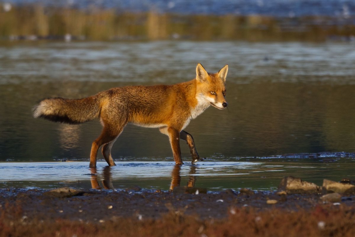 ChrisGPackham's tweet image. A beauty from @markwhit.bsky.social for your #FoxOfTheDay today - thank you Mark !
