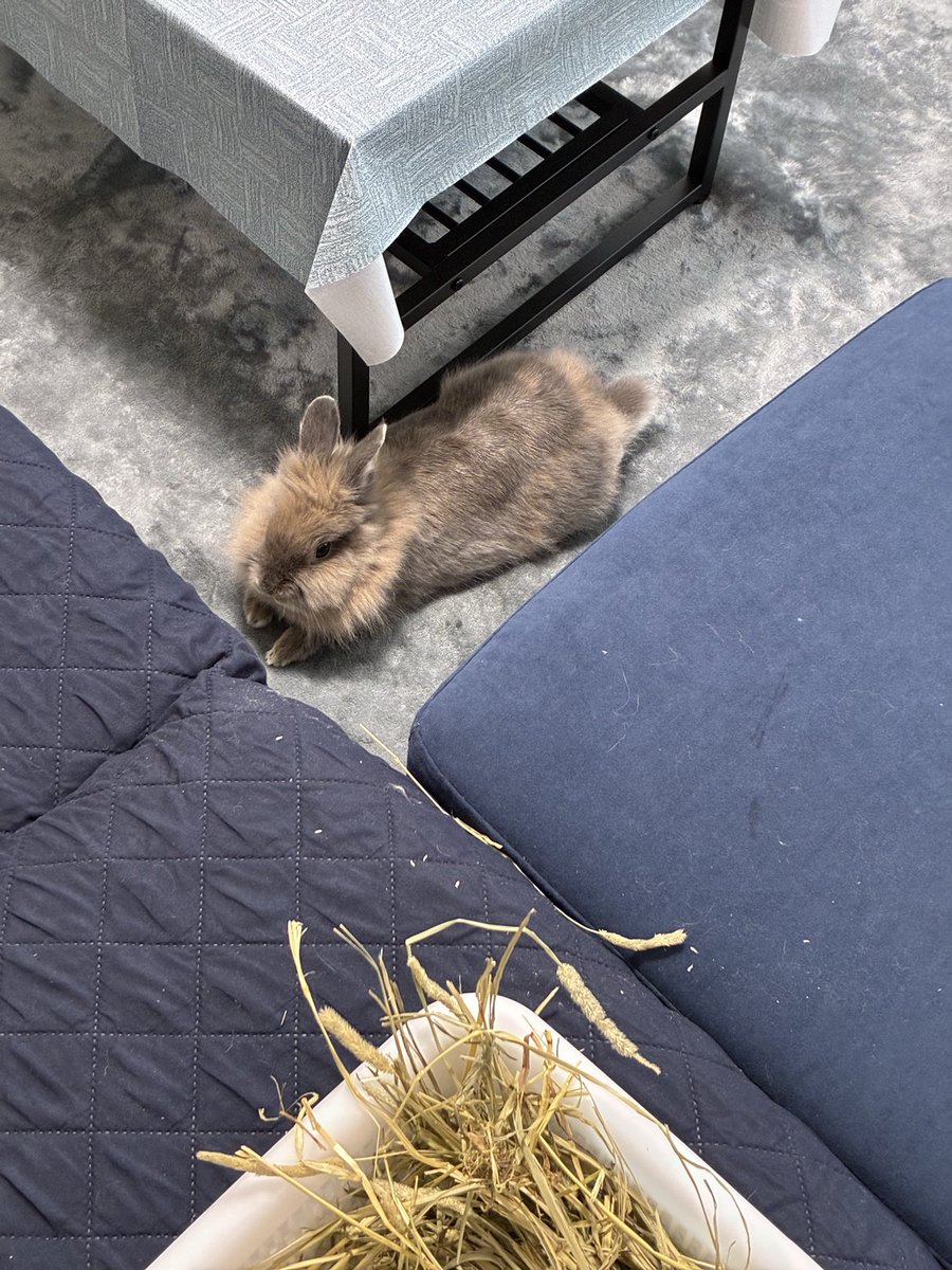 nibiru_rabbit's tweet image. うさぎさんが落ちてるね