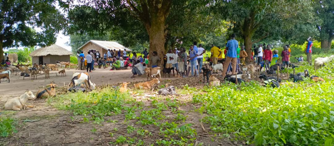 FAOSouthSudan's tweet image. In Maridi, @FAO organized a livestock fair to support vulnerable households, aiming to strengthen food &amp;amp; #Nutrition security in communities 🐐

This is part of the #Resilient Agricultural Livelihoods Project, funded by @WorldBank, owned by the govt of 🇸🇸 &amp;amp; implemented by FAO 🤝