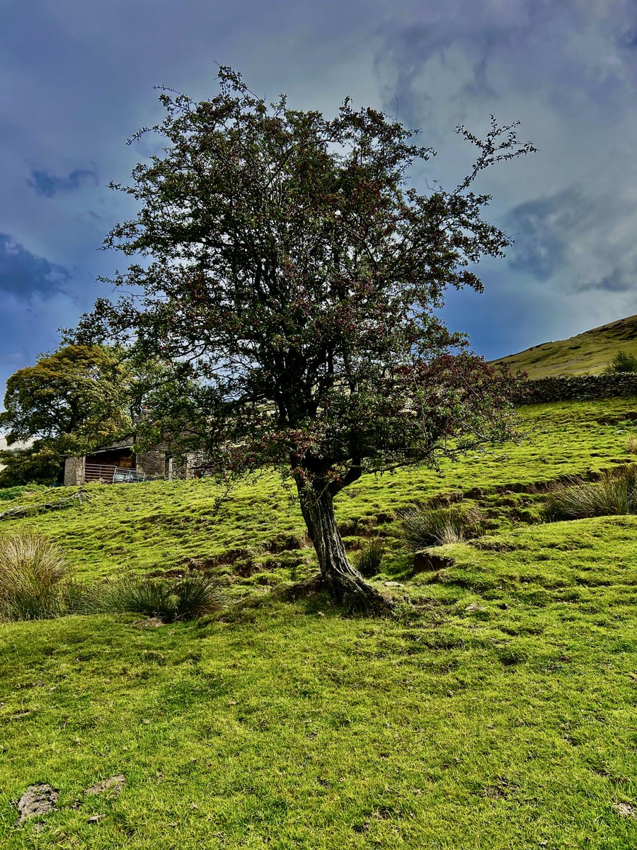 bir08967383's tweet image. Grow tall, stand strong.🌳🌴🪾🌲

QP/Share🌳🪾🌲

 #TuesdayTrees 
#TreeClub