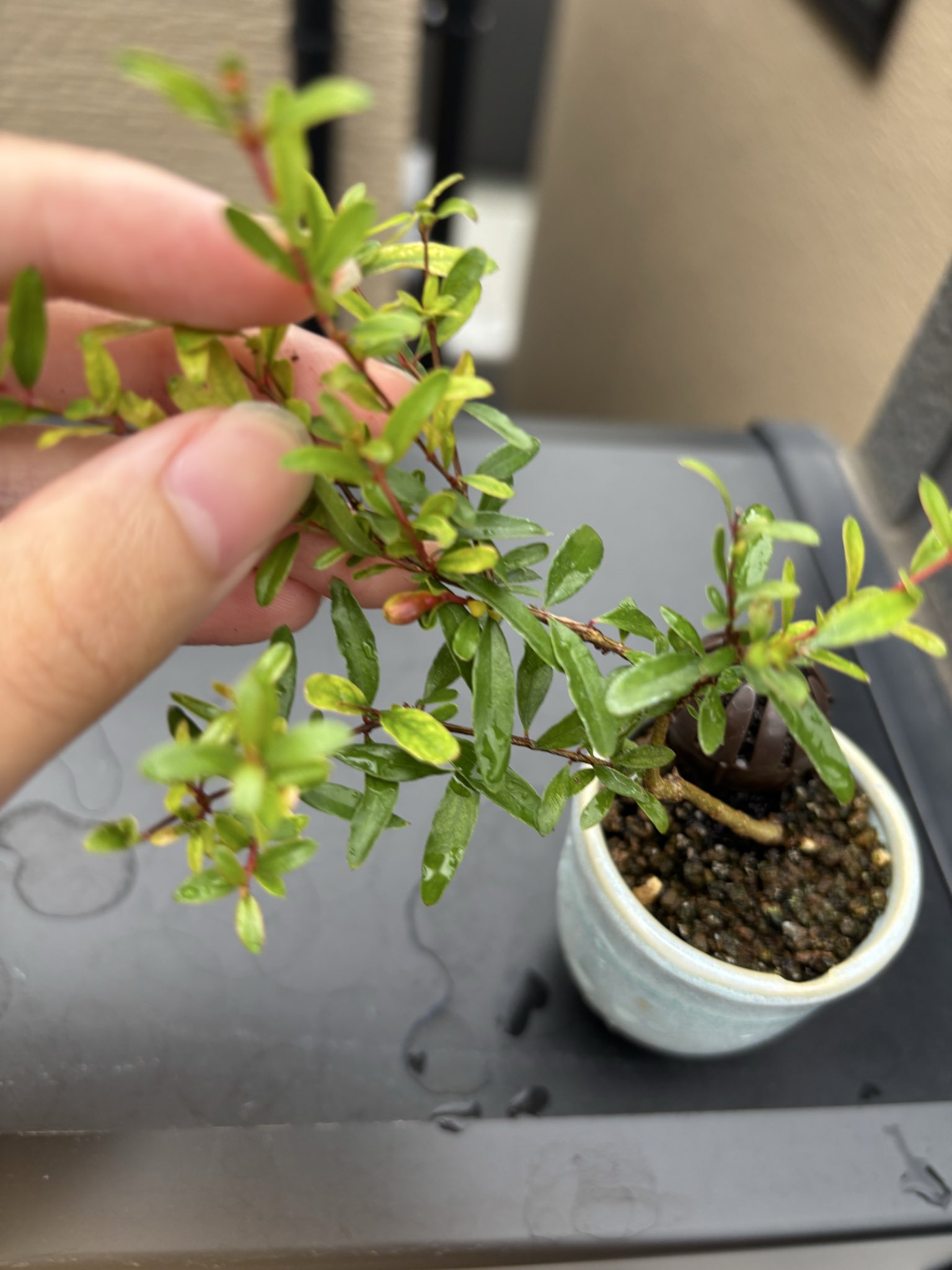 た*ー様 [大❗️サービスオークション❗️盆栽]伸びしろ有る品 た*ー様 [大❗️サービスオークション❗️盆栽]伸びしろ有る品