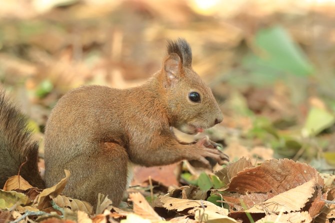おはよう😀朝の森にて🐿️ #エゾリス