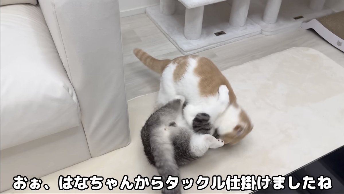 もちまる もちまる日記 - Search / X