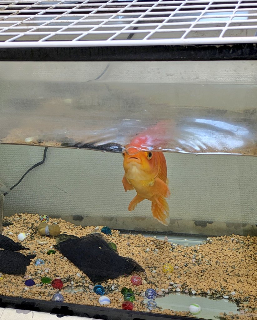 水面がやたら綺麗に見える