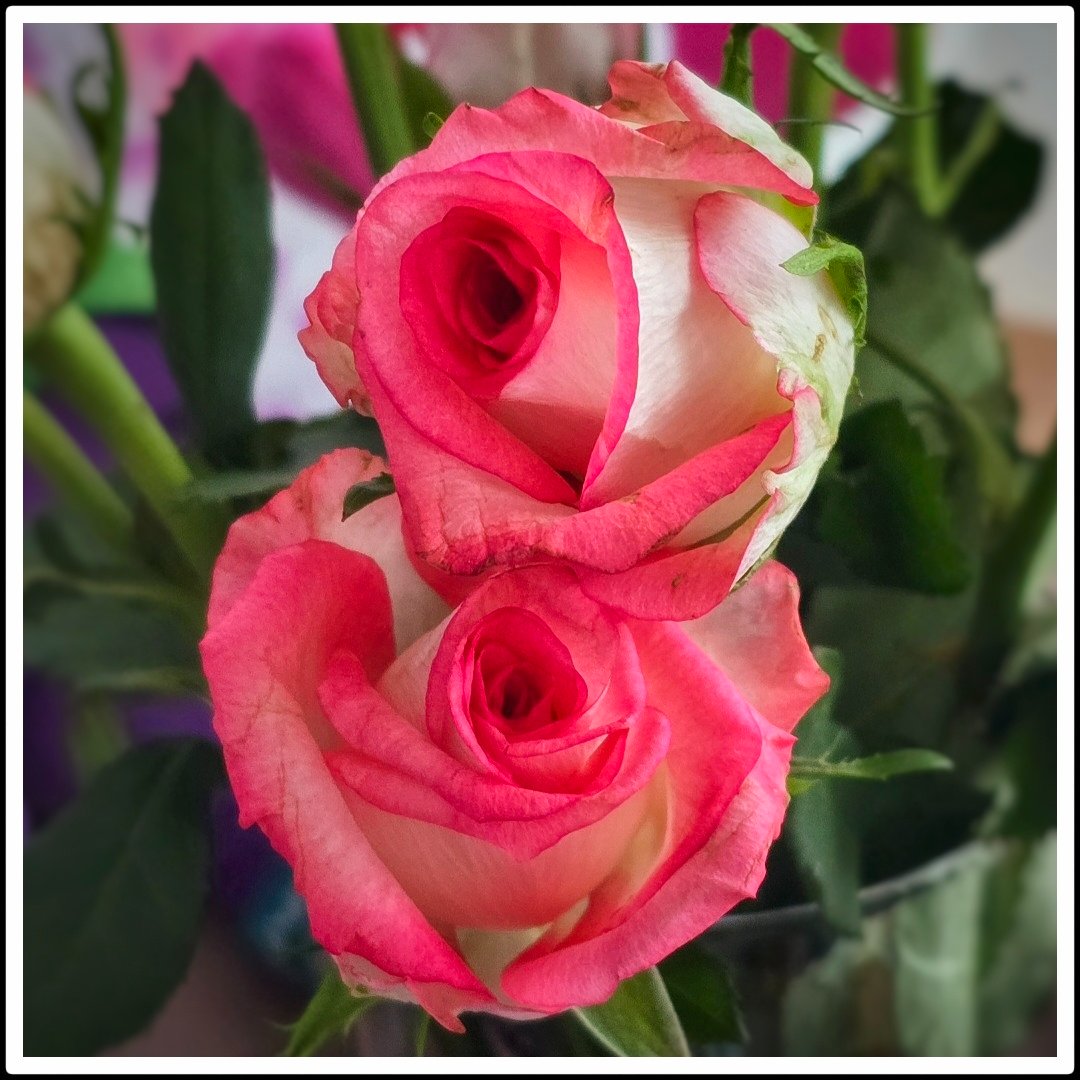 Tagesblümchen 💕
#DailyFlowers #Bloomscrolling #Twosday #SchönesGegenDoofes