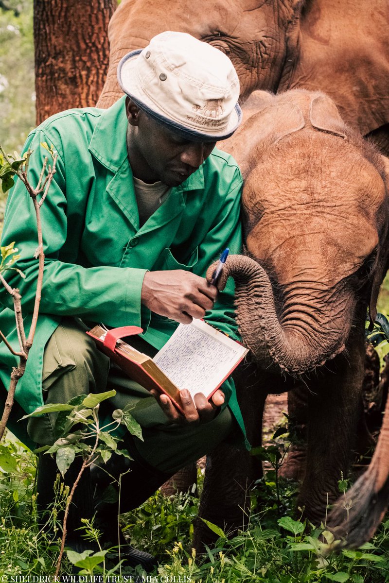 SheldrickTrust's tweet image. Behind every orphan rescue, birth of a wild born baby or patrol – there's an entire team making it possible.
Our Keepers work round-the-clock shifts, sleeping beside fragile newcomers, mixing hundreds of milk bottles, and guiding orphans through every stage of reintegration.…