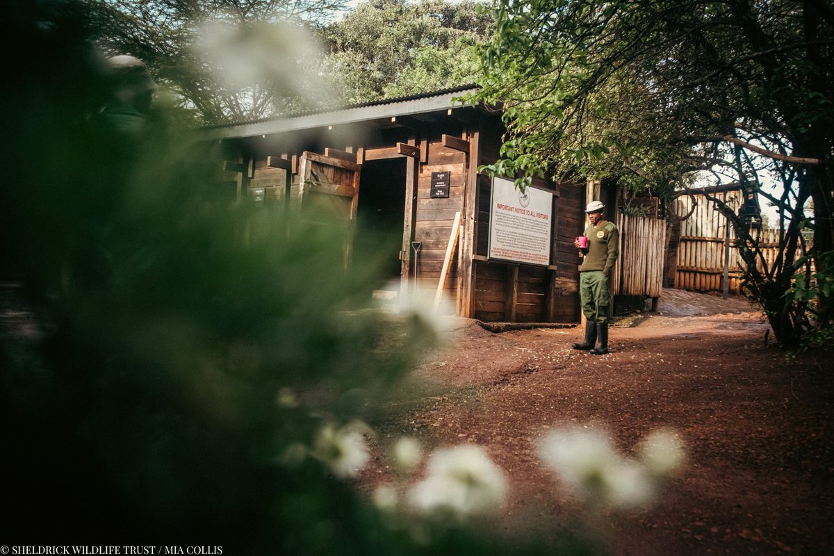 SheldrickTrust's tweet image. Behind every orphan rescue, birth of a wild born baby or patrol – there's an entire team making it possible.
Our Keepers work round-the-clock shifts, sleeping beside fragile newcomers, mixing hundreds of milk bottles, and guiding orphans through every stage of reintegration.…
