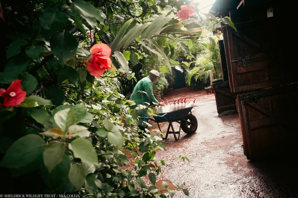 SheldrickTrust's tweet image. Behind every orphan rescue, birth of a wild born baby or patrol – there's an entire team making it possible.
Our Keepers work round-the-clock shifts, sleeping beside fragile newcomers, mixing hundreds of milk bottles, and guiding orphans through every stage of reintegration.…