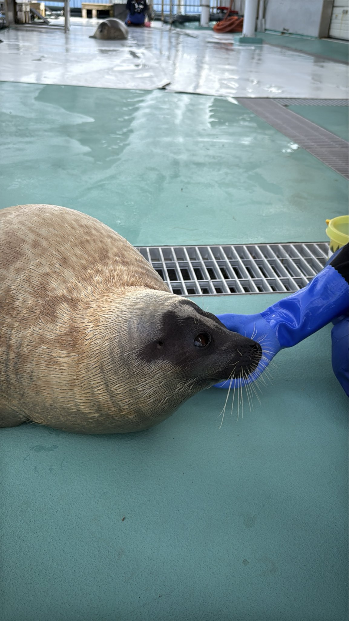 とっけちゃん on X: 