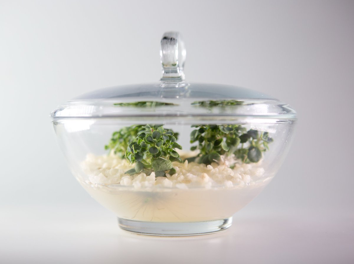 ValGenetics tweet media