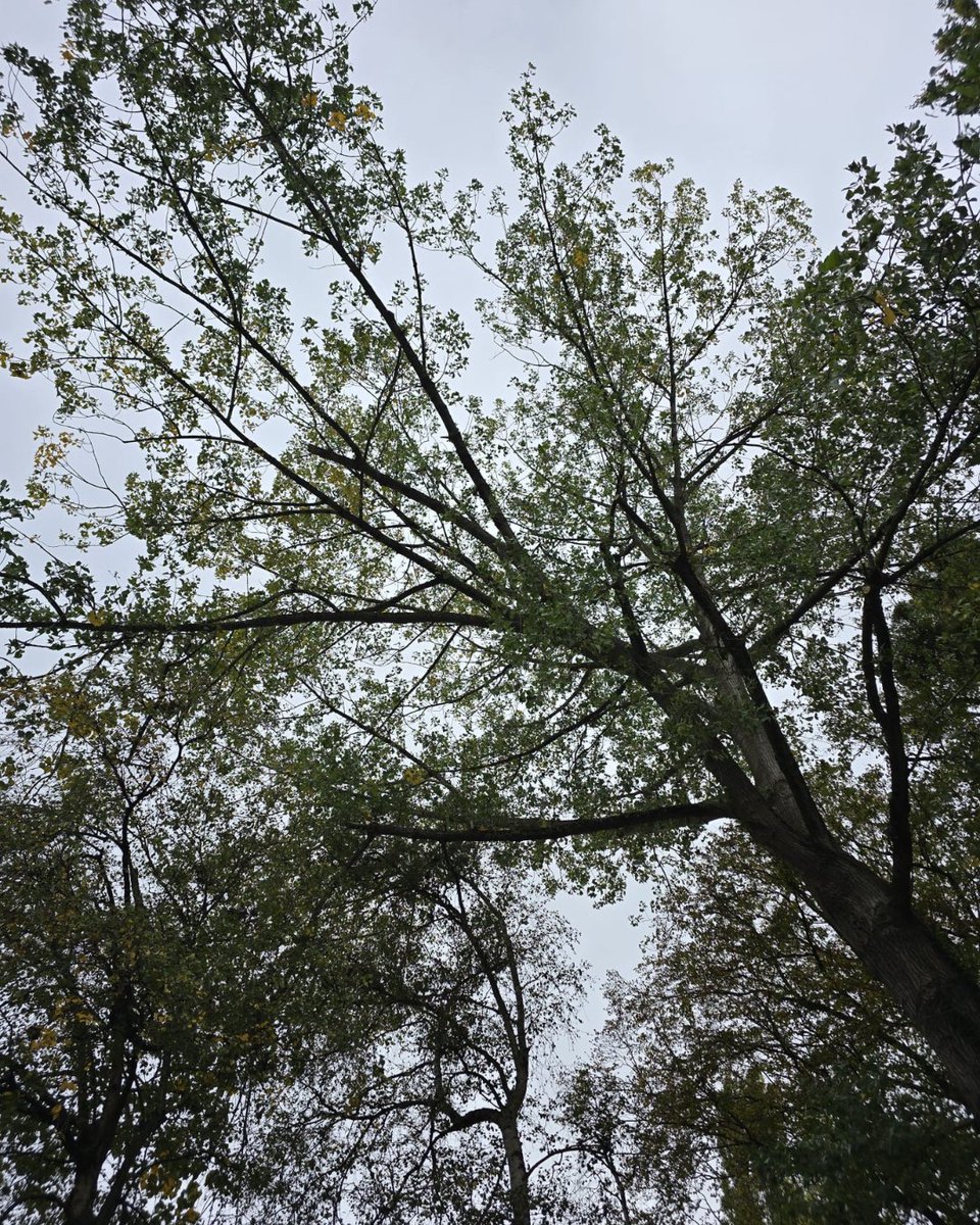 BossBeechwood's tweet image. Mistletoe removal in action! 🌳✨
This 30+ year-old black poplar at Green Park got some TLC from our Andius team, safely managing the overhanging limbs. Healthy trees, happy park visitors! #TreeCare #UrbanArboriculture