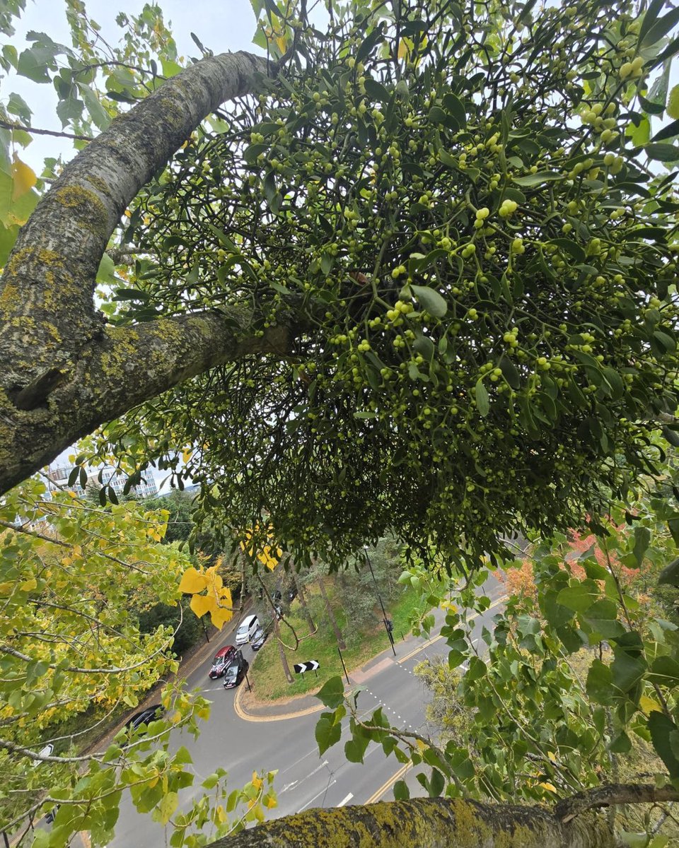 BossBeechwood's tweet image. Mistletoe removal in action! 🌳✨
This 30+ year-old black poplar at Green Park got some TLC from our Andius team, safely managing the overhanging limbs. Healthy trees, happy park visitors! #TreeCare #UrbanArboriculture