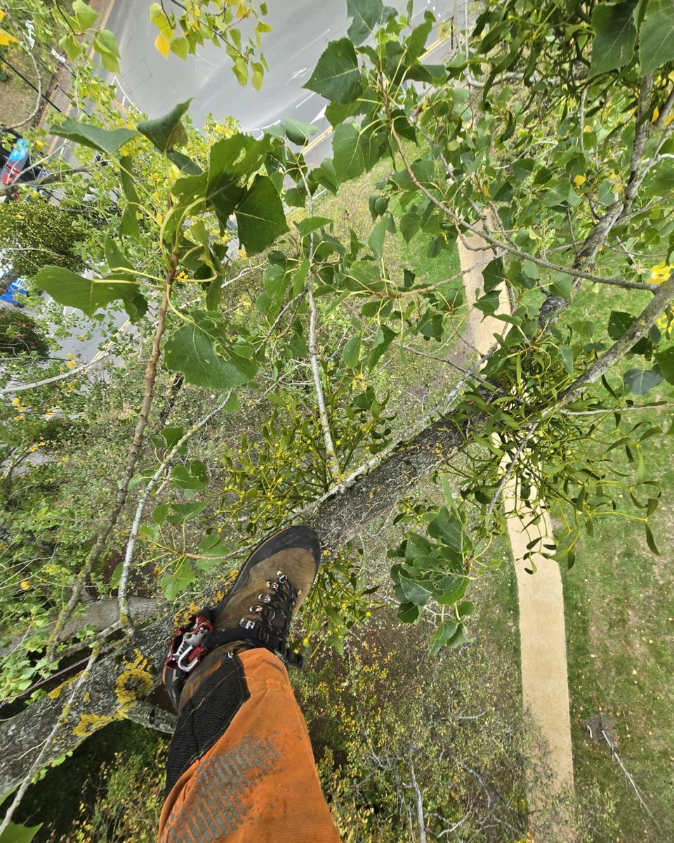 BossBeechwood's tweet image. Mistletoe removal in action! 🌳✨
This 30+ year-old black poplar at Green Park got some TLC from our Andius team, safely managing the overhanging limbs. Healthy trees, happy park visitors! #TreeCare #UrbanArboriculture