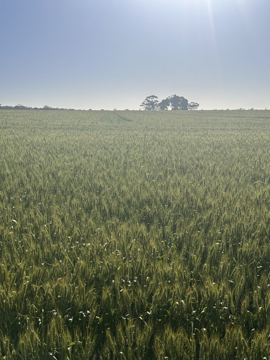 Fucks ups has closed in and heading, just hoping for paddock might do 3T depends how much frost and pinching off has had an effect 🤣🤣