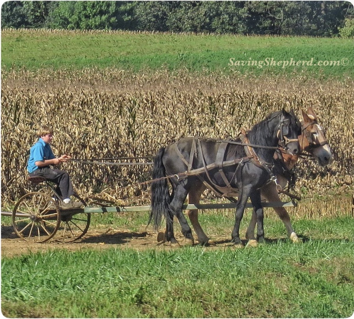 SavingShepherd's tweet image. “#Reputation is what men &amp;amp; women think of us; #character is what #God &amp;amp; #angels know of us.” paine

#inspiration #quoteoftheday #Amish #country #photooftheday #faith #motivation #quotes #savingshepherd #life #photography #countrylife #picoftheday #photo #landscape #horse #pic 🇺🇸