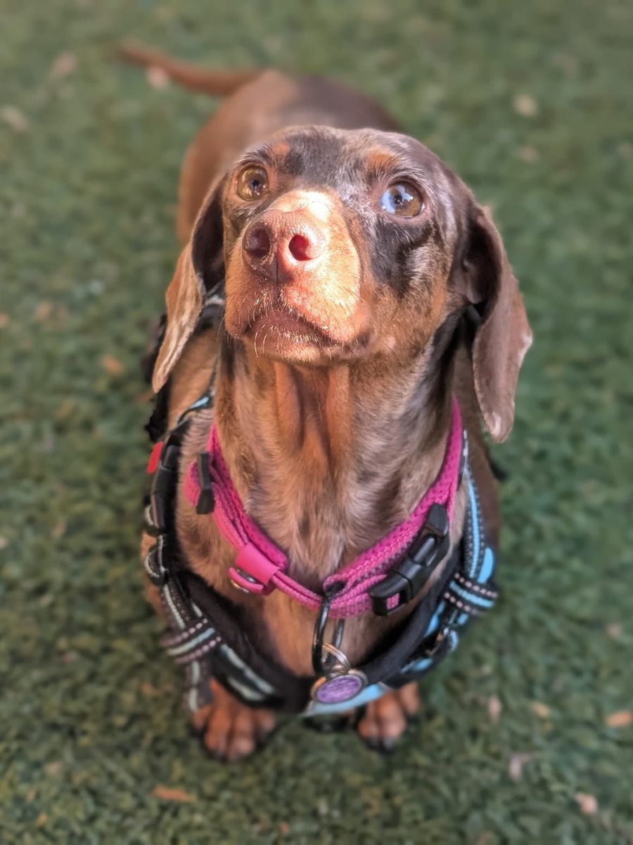 Just as her name suggests, Blossom is a sweet-natured and affectionate girl. She loves nothing more than being in the company of her favourite people and is looking to find her best friend. 💜 themayhew.org/dogs/blossom/.