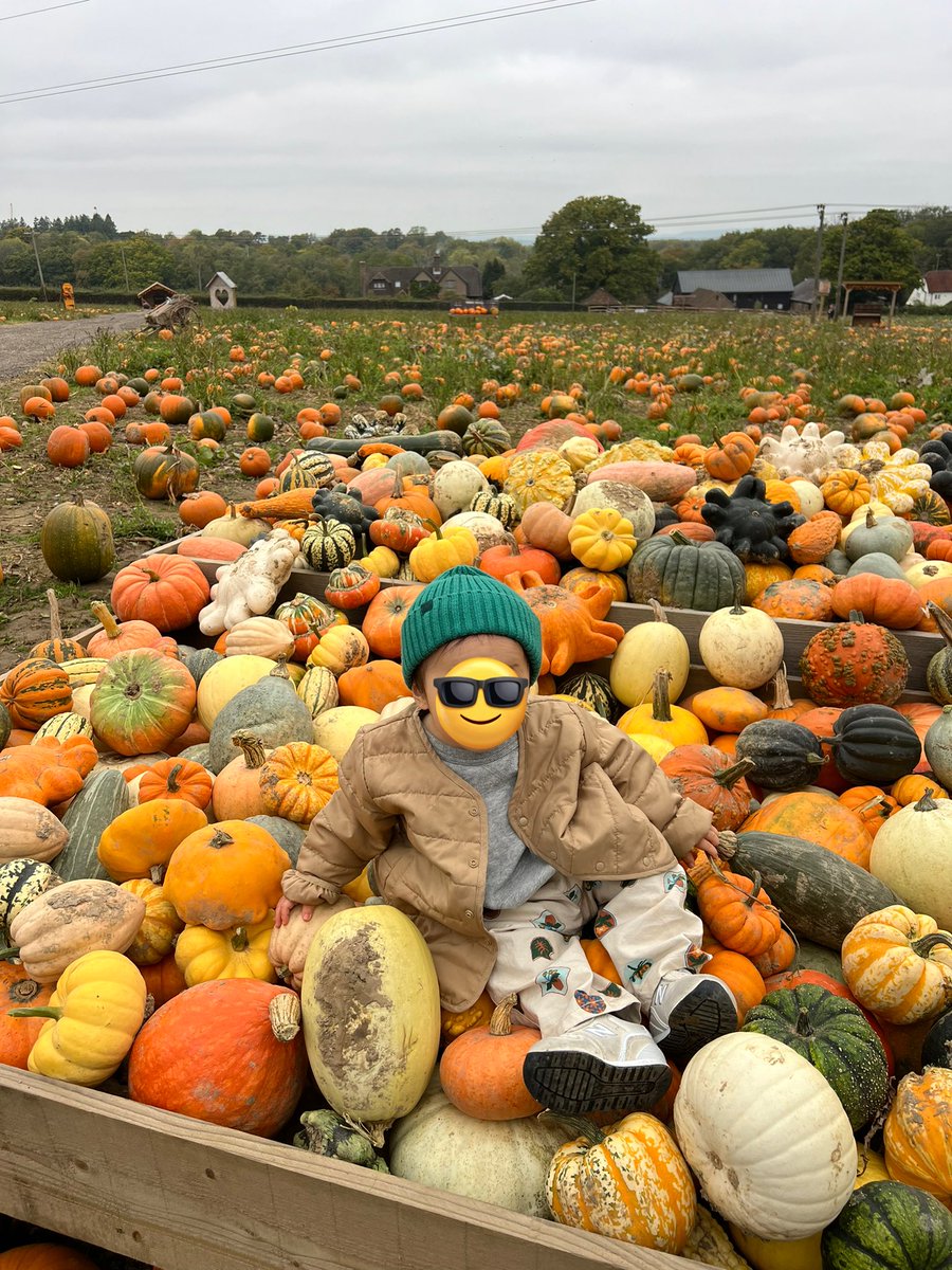 kna603's tweet photo. 📍Tulleys pumpkin farm
去年行こうと思っていたけど息子が産まれたばかりで断念したので今年はどうしても行きたくて、ロンドンから日本に帰るフライトの前にさくっと行ってきました🚕2時間くらいの滞在だったけど朝イチに入園したから人も少なめで写真撮り放題！雰囲気楽しめてよかった🎃💛ちなみに→ https://t.co/LR7E1qCHm5