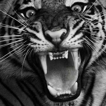 danielpsegundo's tweet image. The duality of trend traders.