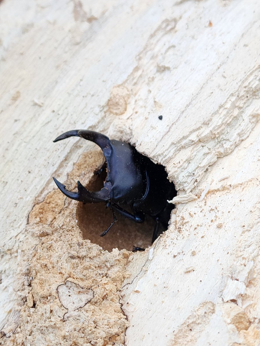 chal_ko130's tweet photo. 懐かしい瞬間2. オオクワガタ
i.2023 🇰🇷
#オオクワガタ #クワガタ #dorcus https://t.co/wx5Y24Kh4N