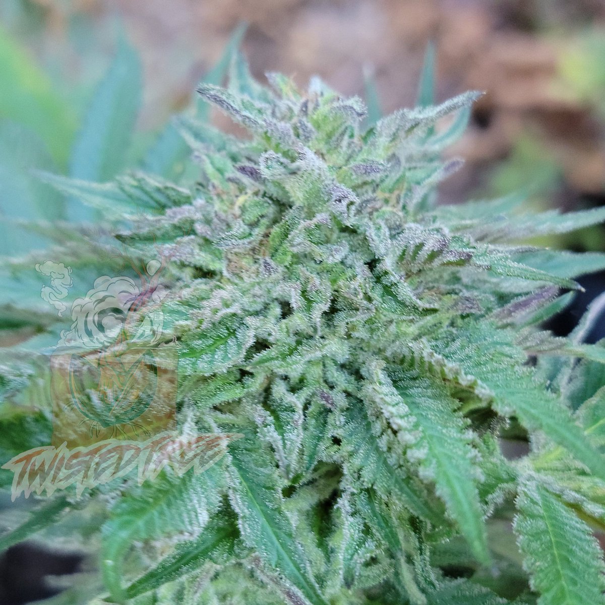 Twistedtreeauto's tweet image. ☀️Happy Tuesday, Seed Squad! Wake up and smell the terpenes! Let’s make today as dank as your favorite buds. Planning your next grow? Check out our premium seeds and start cultivating greatness! #GoodMorning #CannabisGrowers