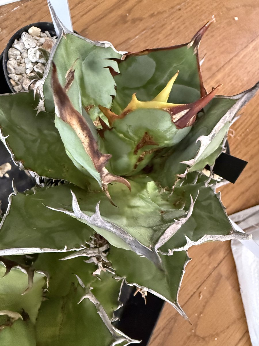 アガベの大株
現在は植え付けてます(˙꒳˙)