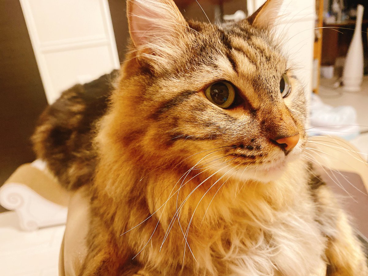 まろん (@Maron__Coron__) / Posts / X