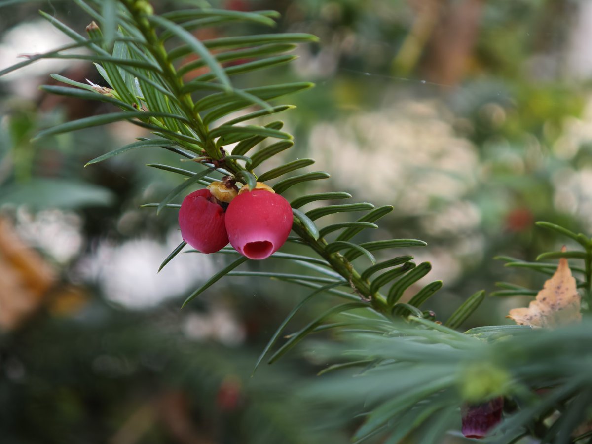 🥰😍🌿🍁🍂❤️
Sometimes you'll be amazed 
by something completely ordinary, 
yet so extraordinary.
Have a extraordinary day