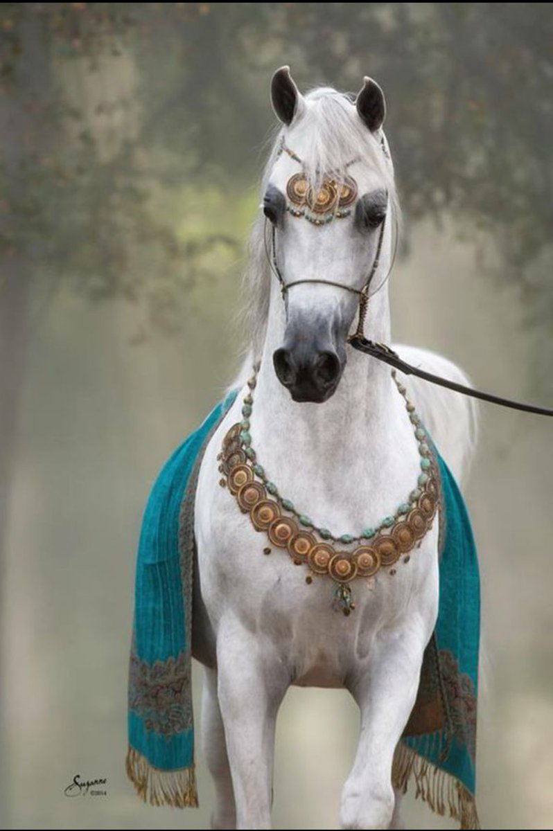 تذكرني ليا ضاق المكان و شانت ظروفك 
 تراني مثل طيّات الذهب مايختلف لوني 

…