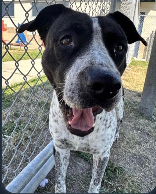 SADIE #A383601 3YO 
Darling girl had skin condition, treated, now she is beautiful inside &amp; out!
Precious little speckled pup,adorable,extremely loving &amp; gentle!
All she wants is a CHANCE to live &amp; b loved!
PLZ #ADOPT #FOSTER OR #PLEDGE FOR RESCUE ⛑️ #CORPUSCHRISTI #TEXAS