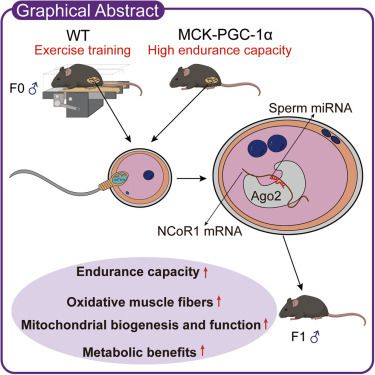 A Lamark le encantaría esto:

Se ha visto en ratones que el ejercicio físico realizado por los padres induce adaptaciones fenotípicas en la descendencia, confiriéndole mayor capacidad de resistencia y mejor salud metabólica 1/3
