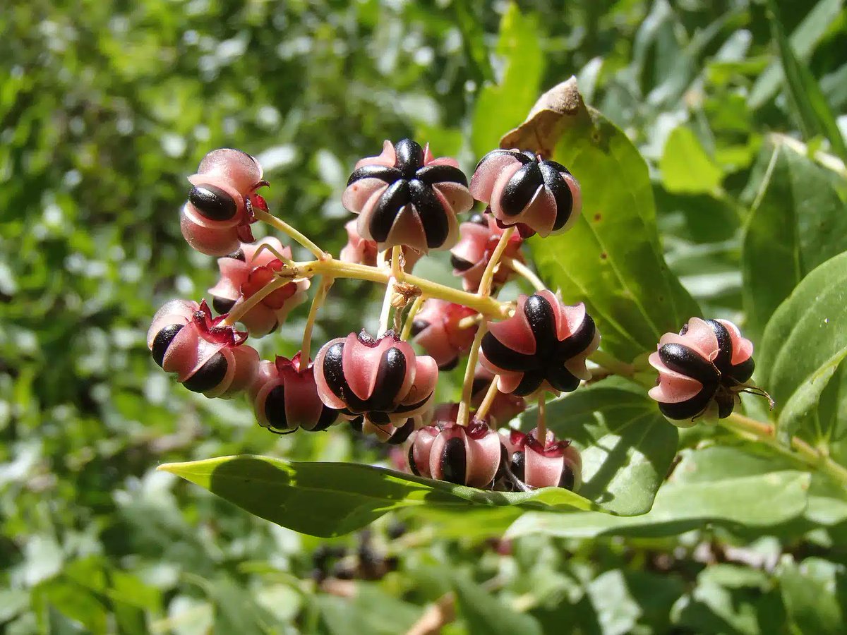 Al nou lliurament del seu *Quadern de les cigales*, #AndreuPérezMingorance [<a href="/AExoche/">Andros d'Exoche 🏳️‍🌈 Andreu Pérez-Mingorance</a>] ens porta una visió lúcida i convulsiva del món actual, embriagat de guerra i de raola. Una lectura plena de símbols, dolor i lucidesa poètica 🌾🔥
👉 lletresbarbares.cat/creacio/quader…