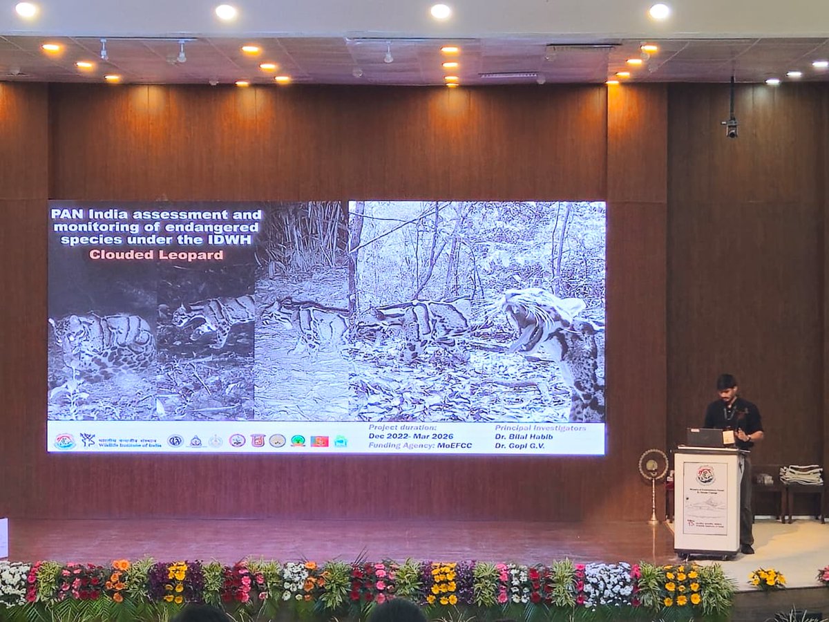 wii_india's tweet image. Immersive talk by Tribhuwan Singh : Does Grid Size Influence Density Estimates of the Clouded  Leopard in a Semi-evergreen Forest of Northeastern India?

How does grid size affect density estimates of the elusive #CloudedLeopard? Our camera-trap study in Balpakram NP (Meghalaya)…