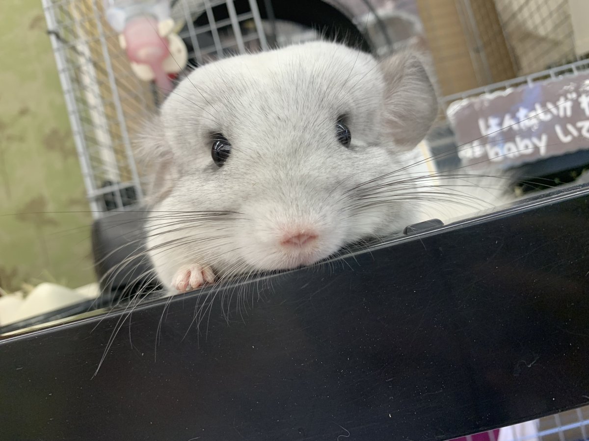 amigo5150's tweet photo. はやくご飯よこせと見てくる…
お顔かわちいからじっくり見たいねん…( ɞ̴̶̷ ̫ ʚ̴̶̷ )♡♡
 #チンチラのいる暮らし 
 #チンチラ
 #アミーゴ鳳 https://t.co/m8oQDaDq39
