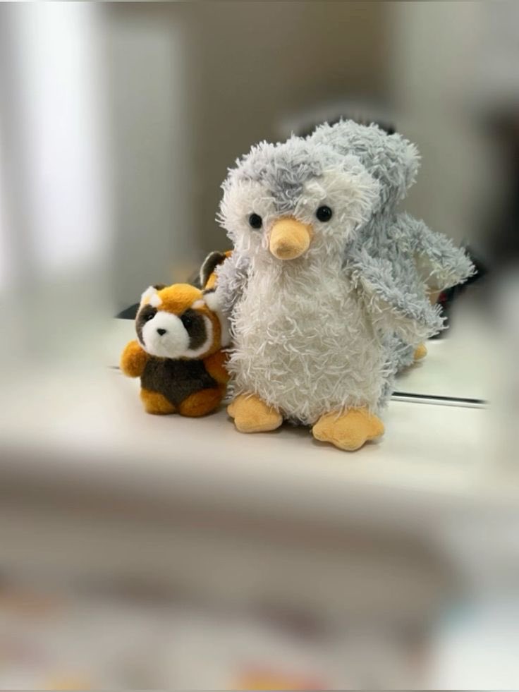 _pimurin's tweet image. 今日はお留守番してたぴむ。
#hayashimail