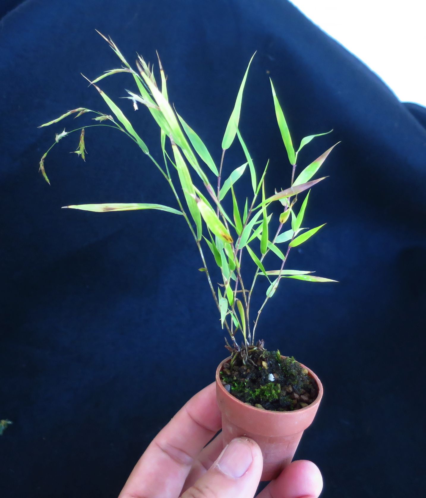 5cm盆栽 (@5cm_bonsai) / X