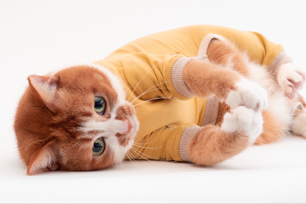 ぽぽねこ®︎【公式】ハゲにくい猫首輪 tweet media