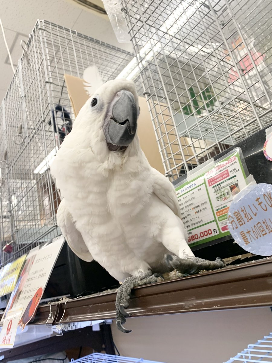 amigo5150's tweet photo. 抜けそうな羽がちょんまげみたいになっててぷりちー(◍˃ ᵕ ˂◍)♡♡
 #タイハクオウム
 #アミーゴ鳳 https://t.co/RMcGJwygUz