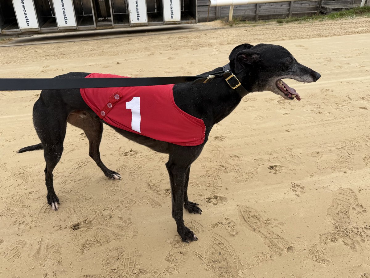 Jubilee Kennels tweet media