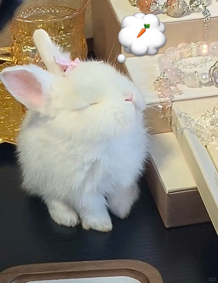 Why you should have a rabbit (@shouldhaverabit) on Twitter photo 