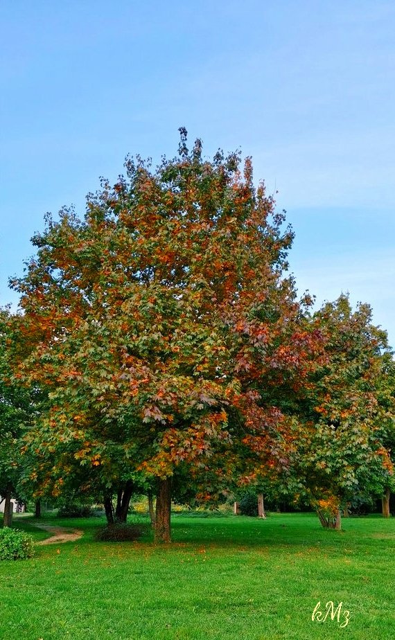 Happy #thicktrunktuesday my nature friends, with colored thoughts 🌳🍁🧡 🤗 #trees #NatureLovers #Autumn #StormHour #tuesdayvibe