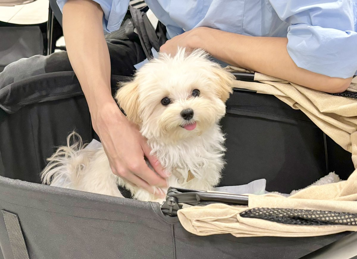 すれ違った人に「可愛い〜！」って言われてご機嫌なぽてと