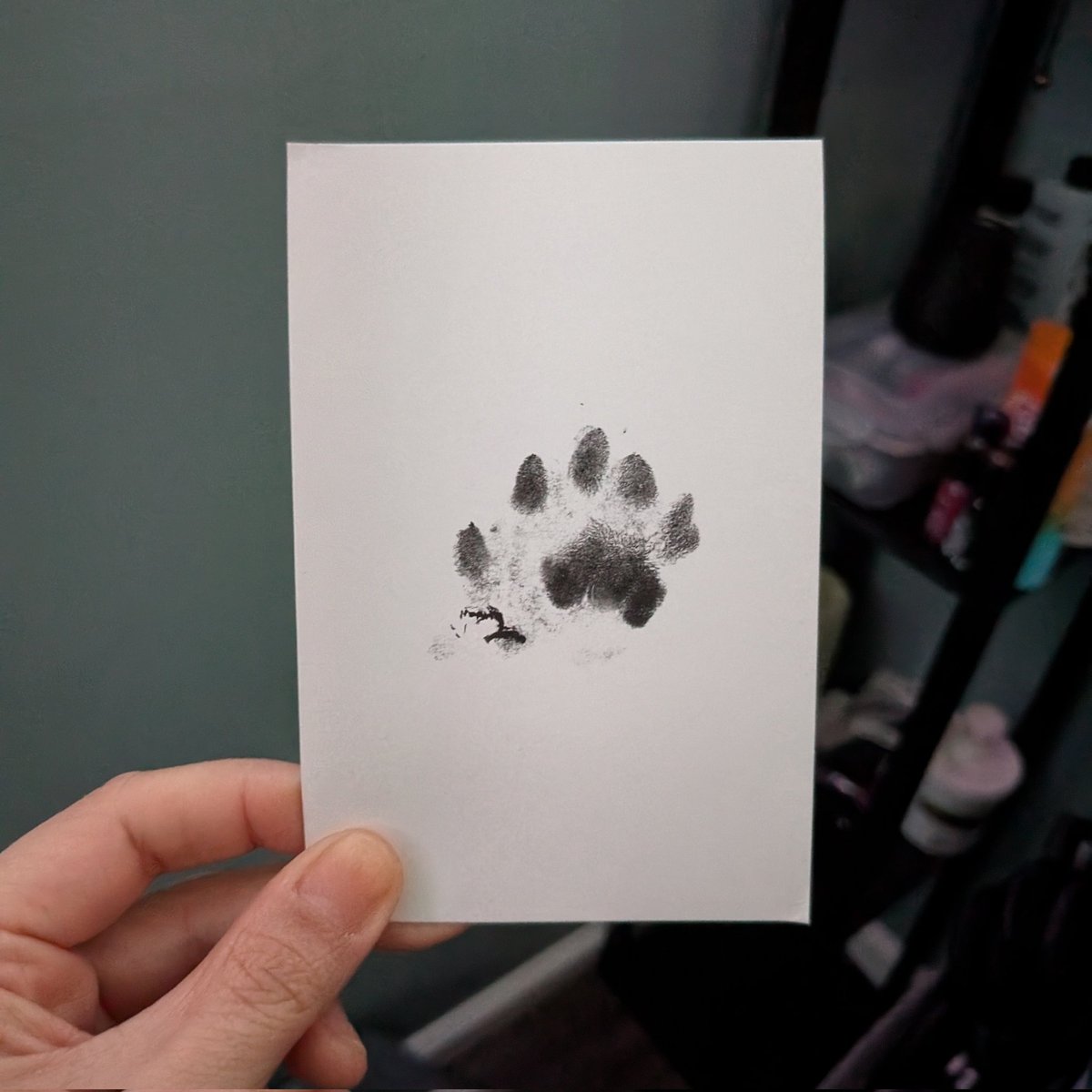 I forgot I had a kit to take paw prints. The funeral home said they print back paws, not front paws. But I wanted to remember her giant front paw ❤️ the hands of a real big man