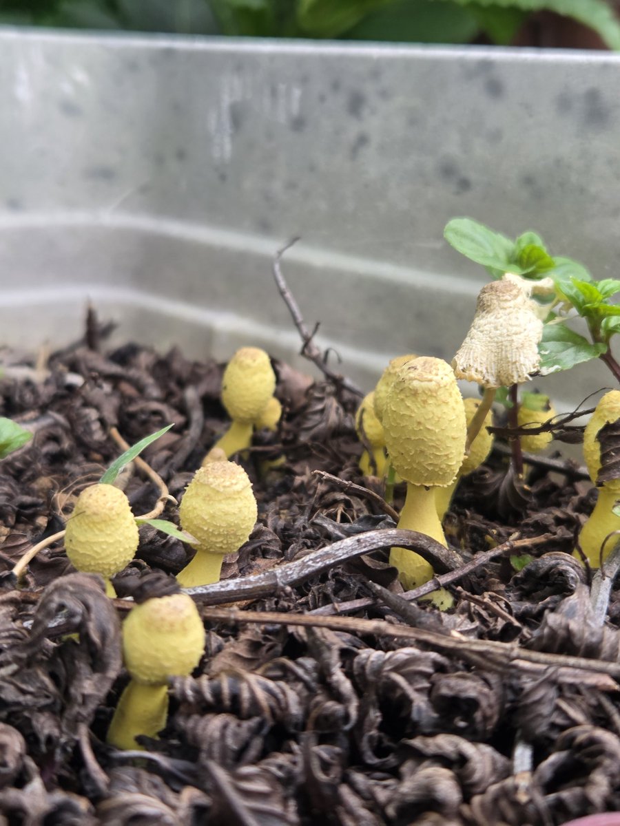 プランターにキノコ🍄