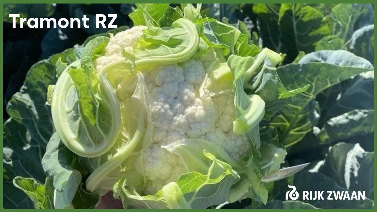 Tramont RZ
• Σκούρο πράσινο χρώμα φύλλων με έντονο λευκό χρώμα κεφαλής
• Πολύ καλή κάλυψη κεφαλής
• Βάρος ανά κεφαλή 1,8-2,5 kg
• Πολύ αξιόλογο κουνουπίδι για φυτεύσεις όλο το φθινόπωρο
• Κύκλος καλλιέργειας μετά τη μεταφύτευση 120-130 ημέρες

rijkzwaan.gr/%CF%83%CF%80%C…