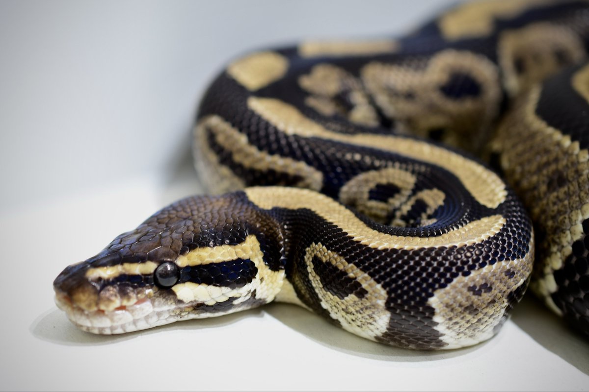 na___Python's tweet image. 顔つきがかっこいいよなー🥹