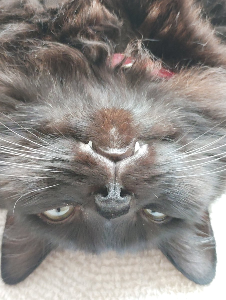 blackcatmoka's tweet photo. 悪い顔選手権ﾆｬ🐾 https://t.co/kh4Vrvpnrd