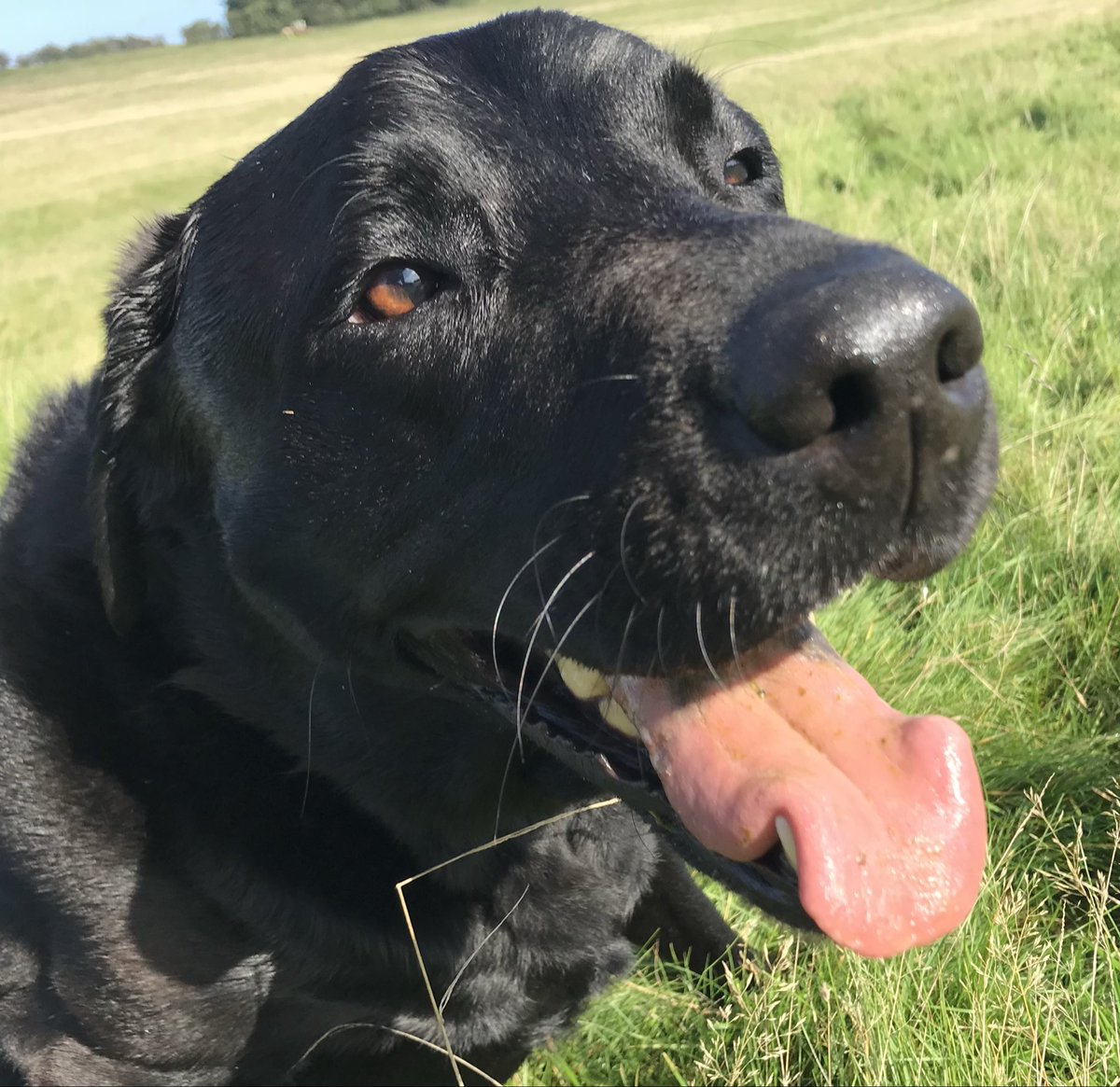 LimpyLabMax's tweet image. Three years ago today Barnaby came to be fostered for a few weeks - of course we adopted him forever. He my best buddy now and we all love him ( don’t tell him I said that 🤫)