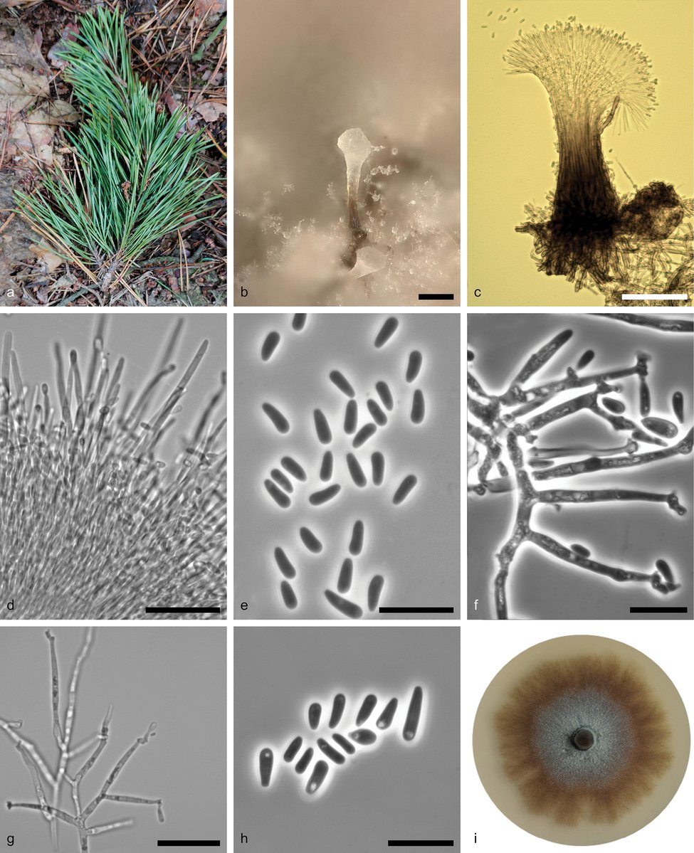 Researchers propose two new ophiostomatalean species associated with ambrosia and bark beetles in Norway and Poland.

🔗doi.org/10.3897/mycoke…