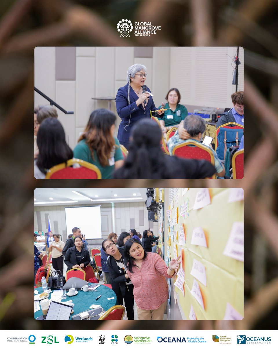 Global Mangrove Alliance PH tweet media