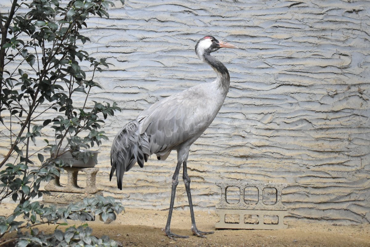 新着のお知らせ】 クロヅル（メス）の京（キン）が亡くなりまし